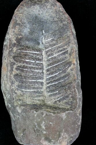 Million Year Old Fern Fossil - Illinois #21108